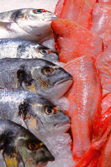 Fillet of Norwegian fish. Red fish.Silver carp.Gobusha steak. The pole.Salmon.Ramp.flounder.For store counters.Close-up. northern red perch.Large salmon.The concept of fish advertising.
