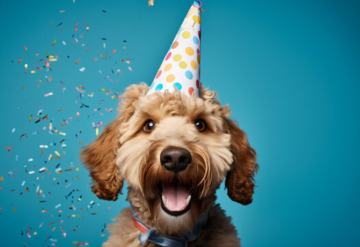 Happy cute labradoodle dog wearing a party hat celebrating at a birthday party, surrounding by falling confetti on solid light blue background