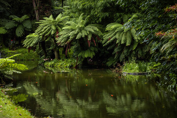 Obraz premium Autumnal landscape, Furnas, botanical garden, Azores islands.