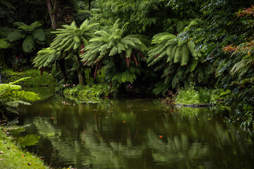 Autumnal landscape, Furnas, botanical garden, Azores islands.