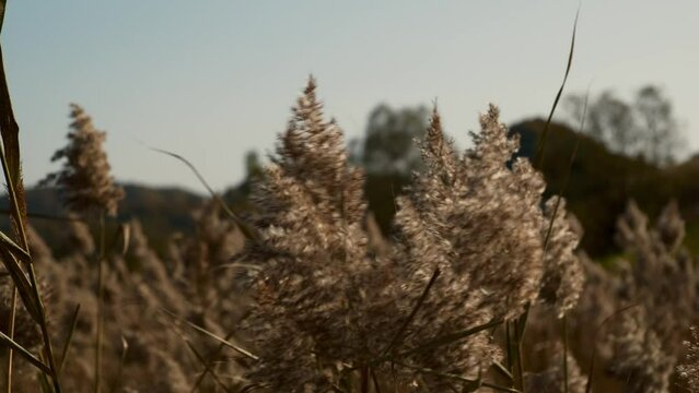 Common Reed. Reed straws swaying in the wind at sunset. Peaceful picture of warm weather. Orange yellow straw plants. The reeds flutter in the strong wind.