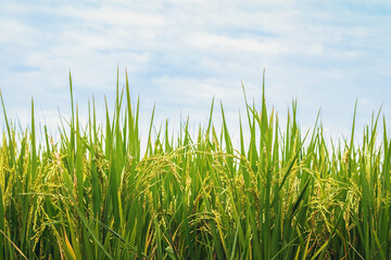 Ears of rice ready to be harvested. Cultivation in agricultural farms. Paddy fields and bright blue sky background.