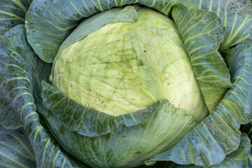 Large cabbage, autumn green vegetable background