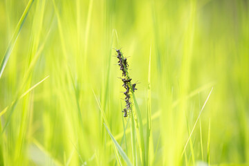 Migración de grillos