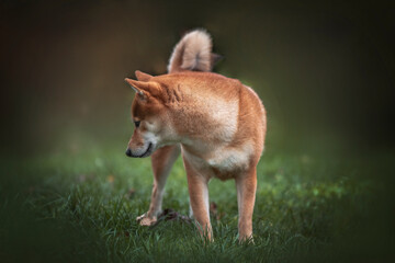 Shiba inu dog