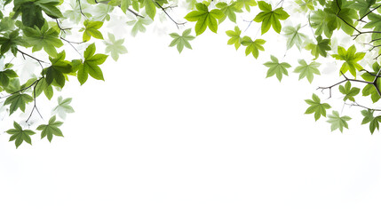 Fototapeta na wymiar Green leaves tree foreground frame in white background