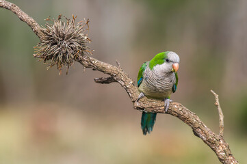 Parakeet perched on a branch of Calden , La Pampa, Patagonia, Argentina