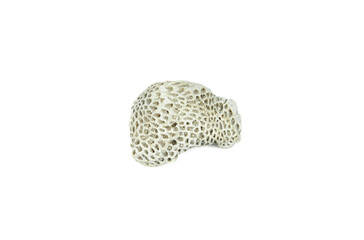 white coral fossil on a white background