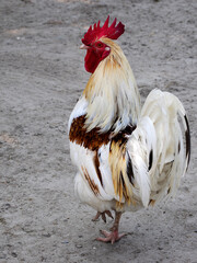 Closeup of brown and white rooster (Gallus) view of back and walking on sandy ground