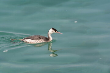 uccello svasso maggiore