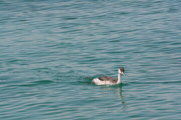uccello svasso maggiore