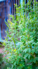 Characteristics of the trunk, branches and leaves, with flowers and fruits, Cleome viscosa Linn., commonly occurring in the garden.