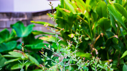 Leaf and stem characteristics, herbaceous plant, Lawsonia inermis, Lythraceae, close-up photo