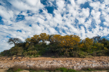 Obraz premium Chañar tree in Calden forest, bloomed in spring,La Pampa,Argentina