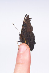 Motyl Rusałka Pawlik na palcu na białym tle   Aglais io   Peacock butterfly on the finger on the white backround © Adrian White