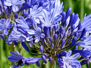 Closeup of blue agapanthus flowers in french garden