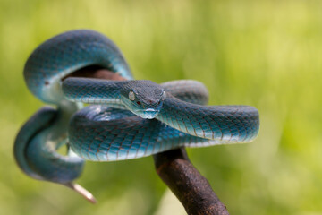 Trimeresurus insularis.Blue viper snake on branch, viper snake, blue insularis, Trimeresurus Insularis