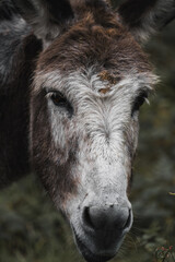 Fototapeta premium Esel Portrait