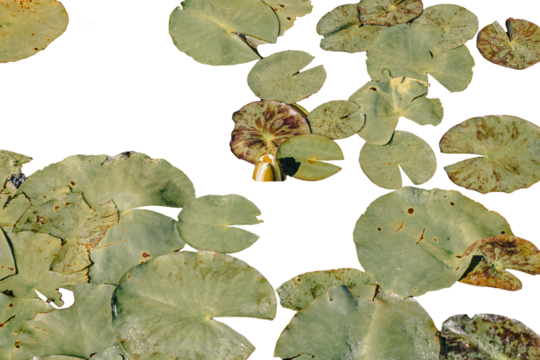 Close up view of water lily flower in daytime concept photo. Garden pond filled with aquatic plants in a pot.