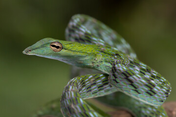 Ahaitulla prasina snake closeup on nature background, animal closeup, Asian vine front view