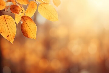 Naklejka na ściany i meble Beautiful colorful autumn natural background