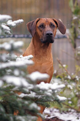 The portrait of a cute Rhodesian Ridgeback dog posing outdoors sitting behind a pine tree with a first snow in autumn