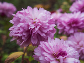 close-up photo of pink chrysanthemum flowers