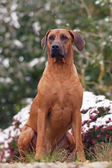 Adorable Rhodesian Ridgeback dog posing outdoors in a garden sitting on stones while snowing in autumn