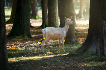 white female European fallow deer in the autumn forest in the glow of the late sun