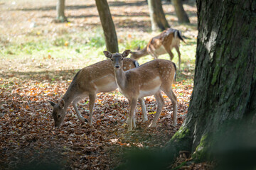 European fallow deer in the autumn forest in the glow of the sun