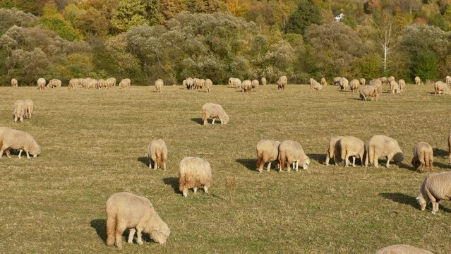 Close-up sheep Grazing green grass during the autumn. Flock of sheep grazing in the green meadow. Herd of sheep walking closely together.