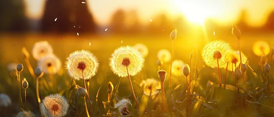 Foto op Plexiglas Fluffy dandelions glow in the rays of sunlight © Tymofii