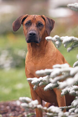 The portrait of a Rhodesian Ridgeback dog posing outdoors sitting behind a pine tree with a first snow in autumn