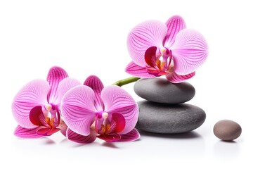 Pink orchid and spa stones isolated, spa and relaxation