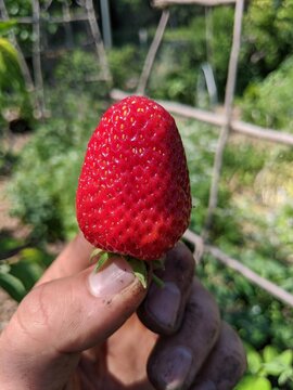 The garden strawberry is a widely grown hybrid species of the genus Fragaria, collectively known as the strawberries.