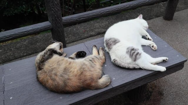 のんびり過ごしている可愛い野良の地域猫