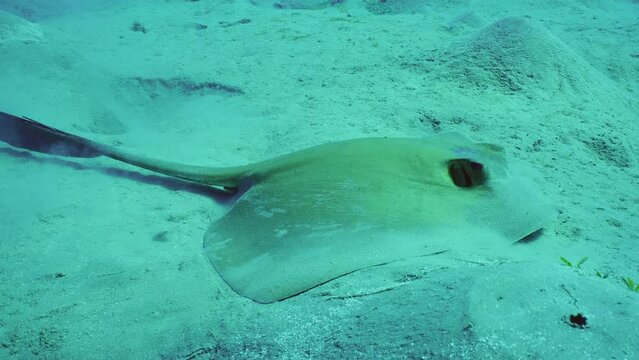 Close up of Сowtail Weralli stingray (Pastinachus sephen) digs sand on seabed on deep, Slow motion