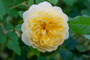 バラの花