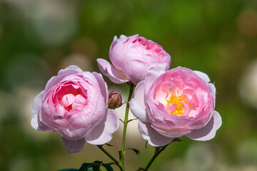Fototapeta premium バラの花