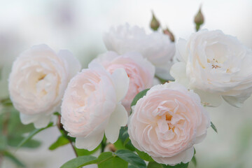バラの花