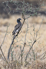 African Gray Hornbill on tree branch in Serengeti National Park, Tanzania, Africa