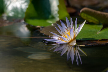 White Nymphaea flower blooming, Waterlily is a genus of hardy and tender aquatic plants in the...