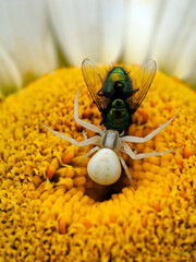 Crab spider (Misumena vatia) eating fly (Lucilia sericata) on flower daisy