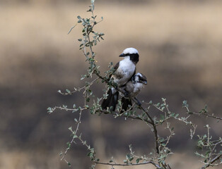 Northern white-crowned shrike with chick on tree branch