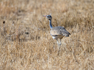 white-bellied bustard eupodotis senegalensis hunting for insects on the plains of northern tanzania