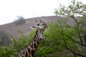 Masai Giraffe closeup portrait  in the great plains of Serengeti ,Tanzania, Africa