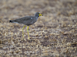 African Wattled Lapwing in the great plains of Serengeti ,Tanzania, Africa