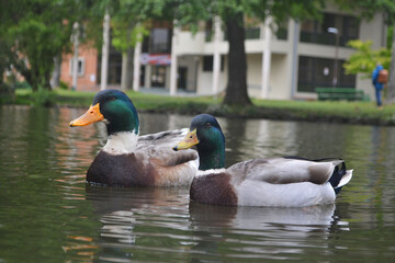 ducks swimming in a lagoon in spring