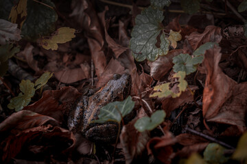 Frosch im Laub