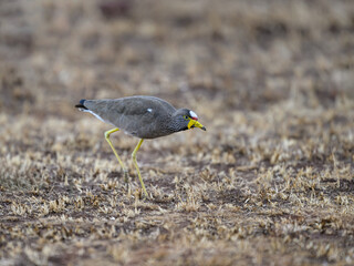 African Wattled Lapwing in the great plains of Serengeti ,Tanzania, Africa